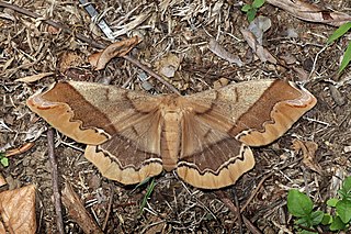 <i>Arsenura armida</i> Species of moth