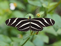 Heliconius charithonia 2021