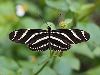 Heliconius charithonia