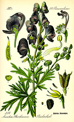 Mėlynoji kurpelė (Aconitum napellus)