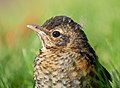 Image 50Juvenile American robin