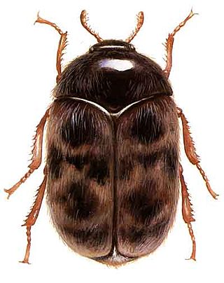 <span class="mw-page-title-main">Khapra beetle</span> Species of insect