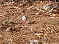 Senegalamarant Red-billed Firefinch male