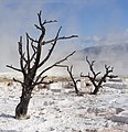 Geothermal areas of Yellowstone