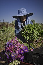 A Hmong farmer harvesting flowers and herbs in California