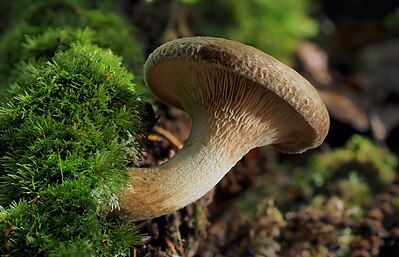 Paxillus involutus