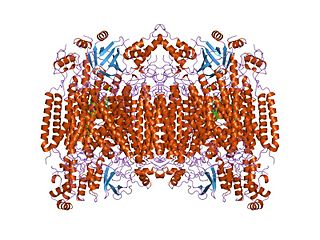 <span class="mw-page-title-main">Cytochrome c oxidase subunit I</span> Enzyme of the respiratory chain encoded by the mitochondrial genome