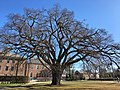 Phillips Academy Elm, Andover, Massachusetts (November 2019)