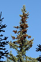 Picea engelmannii