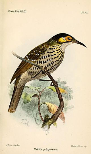 <i>Xanthotis</i> Genus of birds