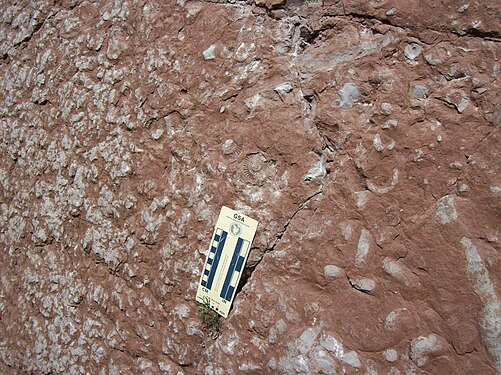 Calcaire argileux de faciès ammonitico rosso dans la région de la Brianza en Lombardie (Italie). Les nodules calcaires plus clairs sont bien visibles ainsi que les ammonites (genres Arieticeras s.l. et Dactylioceras) qui datent ici le faciès du Pliensbachien supérieur.