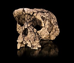 The holotype skull of Sahelanthropus tchadensis