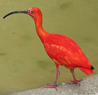 <span class="mw-page-title-main">Threskiornithidae</span> Family of birds