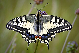 <i>Papilio</i> Genus of butterflies