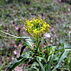 Sisymbrium irio flower.JPG