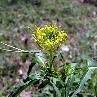 <i>Sisymbrium irio</i> Species of flowering plant