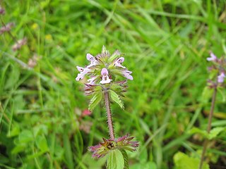 <i>Stachys arvensis</i> Species of flowering plant