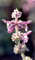 Stachys ajugoides