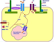 As shown in the left portion of the figure, angiotensin II (Ang II) activates phospholipase C (PLC), which cleaves phosphatidylinositol 4,5-bisphosphate (PIP2) into diacyl glycerol (DAG) and inositol 1,4,5-trisphosphate (IP3). DAG activates TRPC6 channels, and IP3 binds to its receptor on the endoplasmic reticulum. Both DAG and IP3 lead to increased cytosolic calcium concentration. This, in turn, leads to activation of BK channels, and subsequently K efflux. The upper side of the figure illustrates that TRPC6 interaction with podocyte-specific proteins such as nephrin, podocin and CD2AP allows this channel to be mechanosensitive, and hence TRPC6 channels can be activated by both chemical and mechanical stimuli. TRPCandBK.jpg