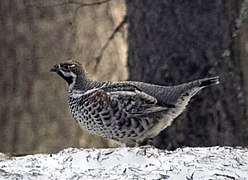 gélinotte des bois