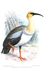 Thumbnail for 1900 in birding and ornithology