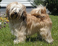 Tibeti terrier.jpg