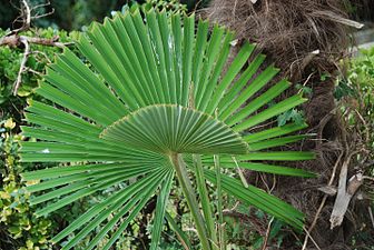 Txinako palmondoa (Trachycarpus fortunei)