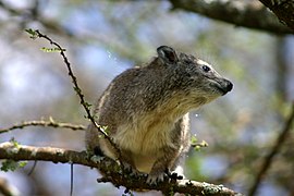 Dendrohyrax arboreus