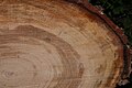 Cut log, Lake Twenty-Two Research Natural Area