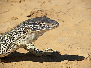 <span class="mw-page-title-main">Platynota</span> Clade of lizards