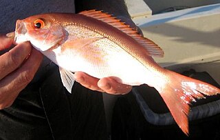 <span class="mw-page-title-main">Vermilion snapper</span> Species of fish