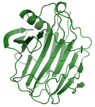 <span class="mw-page-title-main">Cellulase</span> Class of enzymes