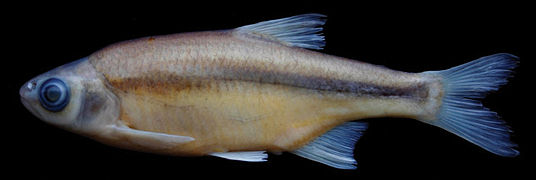 March 18: the fish Alburnoides manyasensis