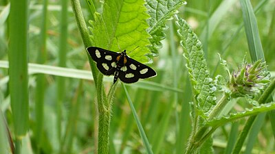 Anania funebris är en mal larver lever på gullrisets blommor.