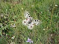 Apollo Butterfly of the Gran Sasso mountain