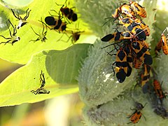 Asclepias syriaca-Oncopeltus fasciatus-pod.jpg