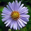 Aster