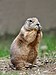 88 Commons:Picture of the Year/2011/R1/Black-Tailed Prairie Dog.jpg