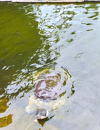 <span class="mw-page-title-main">Black softshell turtle</span> Species of turtle