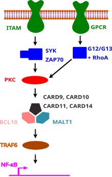 Graphical overview of signaling pathways dependent on a CARD-CC family member