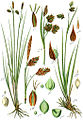 Carex magellanica vol. 2 - plate 42 in: Jacob Sturm: Deutschlands Flora in Abbildungen (1796)