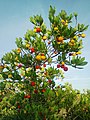 Arbutus unedo