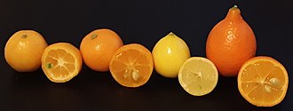 Citrofortunella varieties (left to right): Jiangsu kumquat, calamansi, limequat, mandarinquat Citrofortunella.jpg