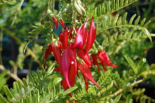 <i>Clianthus maximus</i> Species of legume