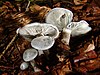 Clitocybe odora