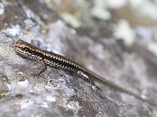 <i>Concinnia</i> Genus of lizards