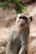 Crab-eating macaque