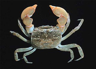 <i>Cyclograpsus</i> Genus of crabs