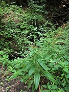 Cynoglossum asperrimum