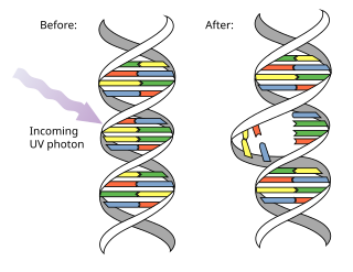 <span class="mw-page-title-main">Pyrimidine dimer</span> Type of damage to DNA